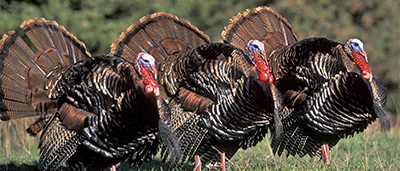 Photo of Three Turkeys in the Grass