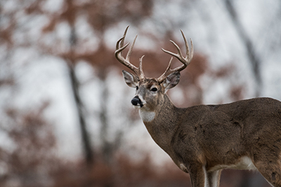 Photo of a Deer