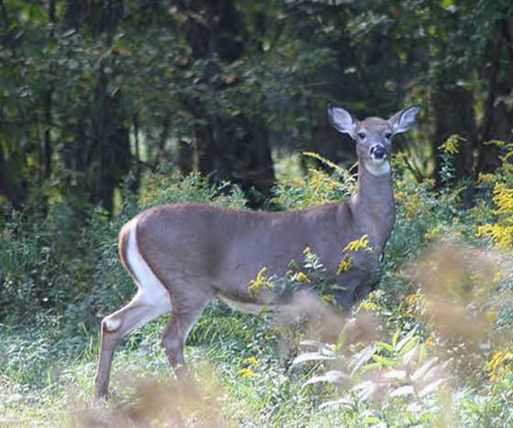 Doe in Goldenrod