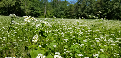 Field of Buckwheat