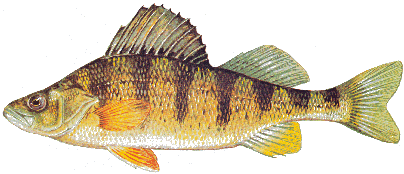 Yellow Perch