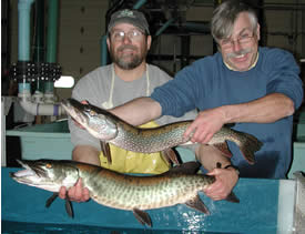 Pike and musky