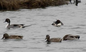 Pintail ducks