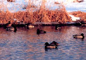 Puddle ducks near shore