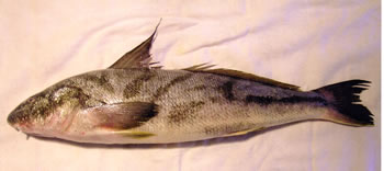 Record Northern Kingfish