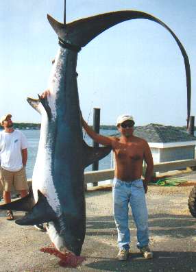 Record thresher shark