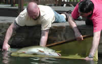 A muskie is released into Greenwood Lake