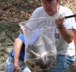 Greenwood Lake walleyes