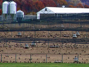 Pens at Rockport