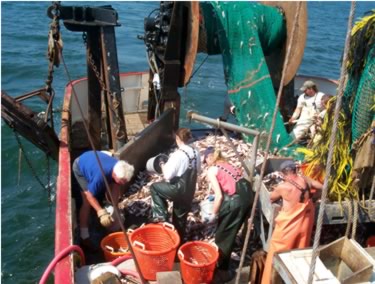 Biologists and crew of the "Seawolf" land a sea robin catch