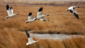 Snow geese