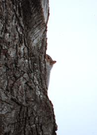 Squirrel hiding on tree