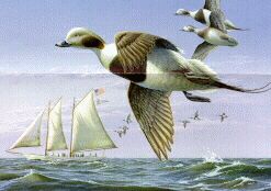 1997 N.J. Waterfowl Stamp by Rob Leslie