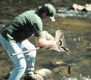 Stocking trout