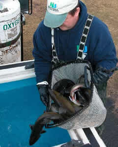 Broodstock being loaded