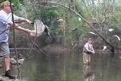 Stocking fall trout