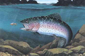2002 Trout Stamp by Andre Malok