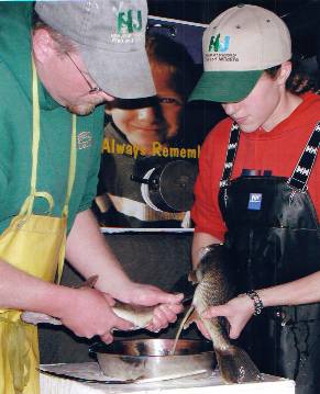 Stripping walleye eggs and milt