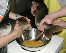 Stripping walleye eggs