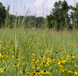 Wildflowers and grasses