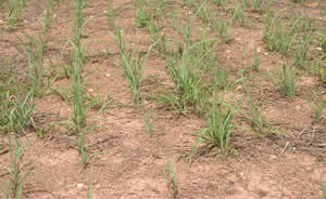 Newly emerged grasses