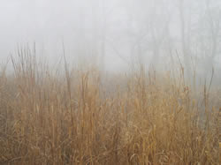 Stand of grasses