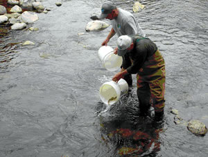 Volunteers stock trout