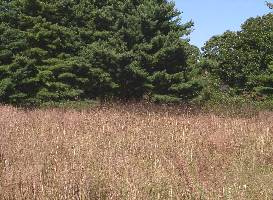 Meadow of eastern bluestem grass