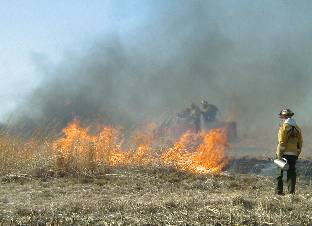 Prescribed burn of grasses