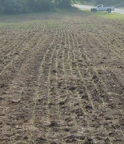 Plowed field with emerging grasses