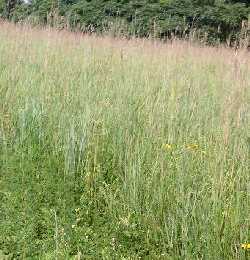 Stand of native grasses