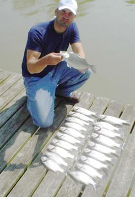 Angler with catch of white perch