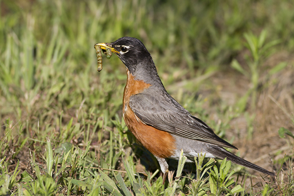 American Robin photo by Sam Galick