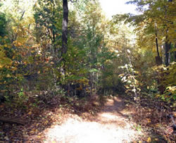 Open canopy allows sunlight to forest floor