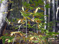 Regenerating stump sprouts