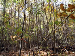 Twenty year old stand of oak, birch and maple