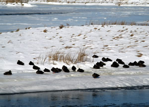 Black ducks on snow