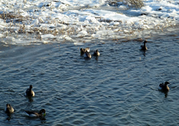 Atlantic brant feeding on sea lettuce