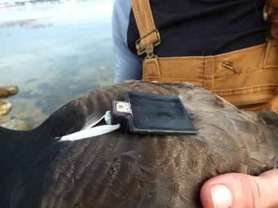 Atlantic brant with GPS backpack marker and geolocator