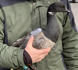 Atlantic brant with GPS backpack transmitter