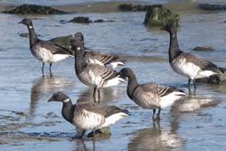 Group of brant