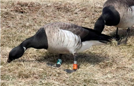 Brant with colored plastic leg band