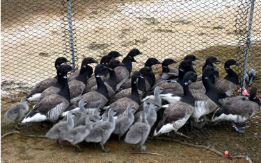 Captured brant