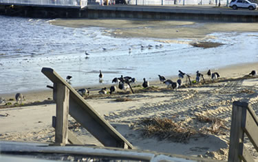 Brant on NJ beach