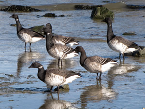 Atlantic brant at coast