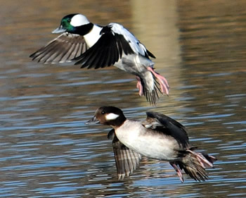 Bufflehead ducks in flight