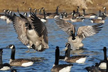 canada goose migration questions