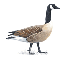 Canada goose