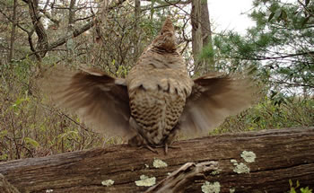 Grouse drumming on log