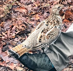 Grouse on hunter's foot